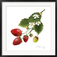 Framed Strawberry Study II