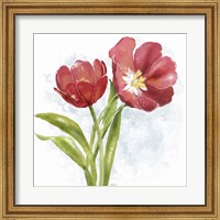 Framed Red Tulip Splash I