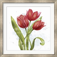 Framed Red Tulip Splash II