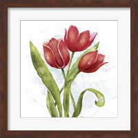 Framed Red Tulip Splash II