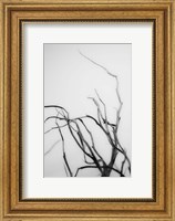 Framed Searching Branches II