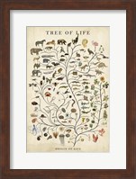 Framed Tree of Life
