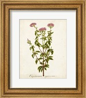 Framed Antique Herb Botanical I