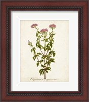 Framed Antique Herb Botanical I