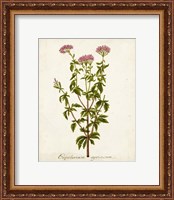 Framed 'Antique Herb Botanical I' border=