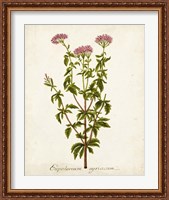 Framed 'Antique Herb Botanical I' border=