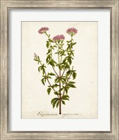 Framed 'Antique Herb Botanical I' border=