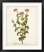 Framed 'Antique Herb Botanical I' border=