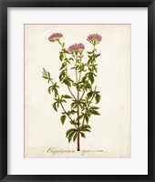 Antique Herb Botanical I Framed Print