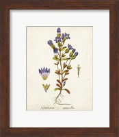 Framed 'Antique Herb Botanical II' border=