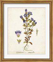 Framed Antique Herb Botanical II