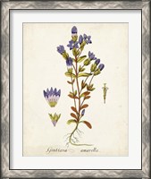 Framed 'Antique Herb Botanical II' border=