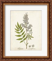 Framed 'Antique Herb Botanical III' border=