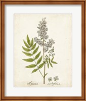 Framed 'Antique Herb Botanical III' border=