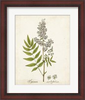 Framed Antique Herb Botanical III