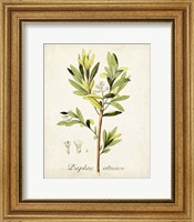 Framed Antique Herb Botanical IV