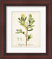 Framed Antique Herb Botanical IV