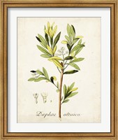 Framed Antique Herb Botanical IV