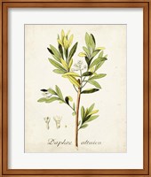 Framed 'Antique Herb Botanical IV' border=