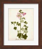 Framed Antique Herb Botanical V