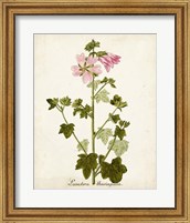 Framed Antique Herb Botanical V