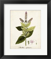 Framed Antique Herb Botanical VI