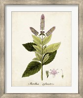 Framed Antique Herb Botanical VI