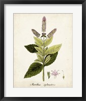 Antique Herb Botanical VI Framed Print