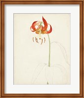Framed 'Watercolor Botanical Sketches I' border=