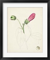 Framed 'Watercolor Botanical Sketches IV' border=