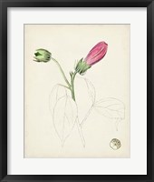 Watercolor Botanical Sketches IV Framed Print