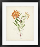 Framed Watercolor Botanical Sketches VI
