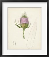 Framed Watercolor Botanical Sketches VIII