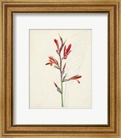 Framed 'Watercolor Botanical Sketches XII' border=