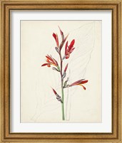 Framed 'Watercolor Botanical Sketches XII' border=