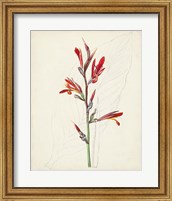 Framed Watercolor Botanical Sketches XII