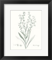 Framed Botanical Study in Sage I