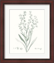 Framed Botanical Study in Sage I