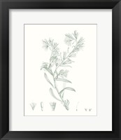 Framed Botanical Study in Sage II