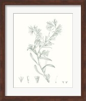 Framed Botanical Study in Sage II