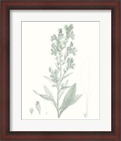 Framed Botanical Study in Sage III