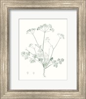 Framed Botanical Study in Sage IV