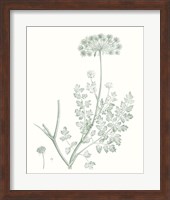 Framed Botanical Study in Sage V