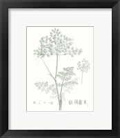 Framed 'Botanical Study in Sage VI' border=