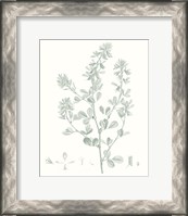 Framed Botanical Study in Sage VIII