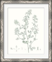 Framed 'Botanical Study in Sage VIII' border=