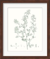 Framed Botanical Study in Sage VIII