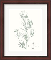 Framed Botanical Study in Sage IX