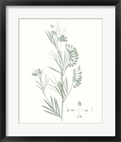 Framed Botanical Study in Sage IX