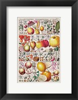 Framed Fruit Chart